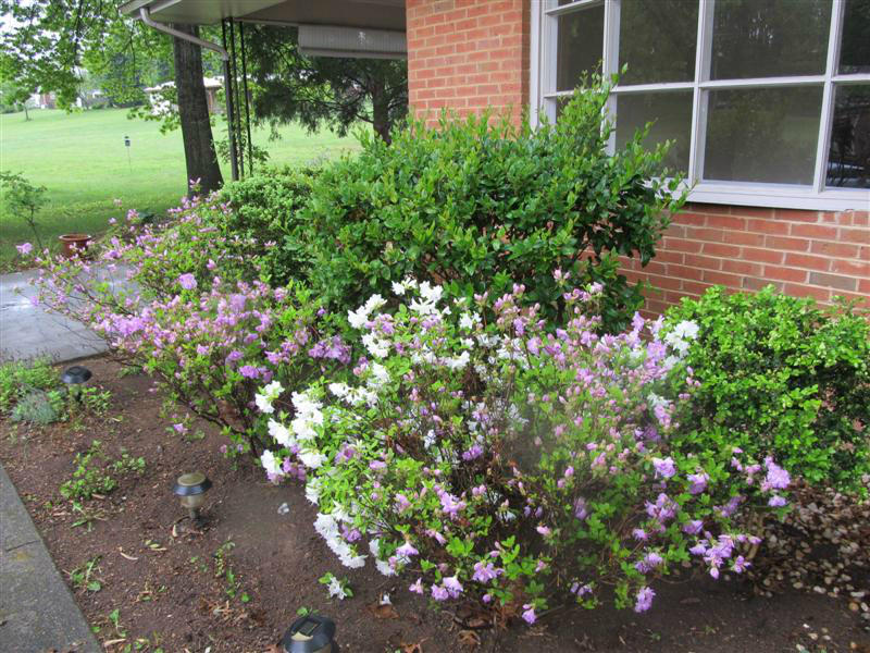 3539 Old Towne Road Southwest Roanoke, VA 24018 - Photo 14 of 16 Landscaping1