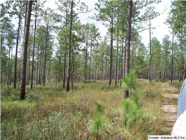 Turkey Ridge, Unit 36 Ragland, AL 35131 - Photo 13 of 13