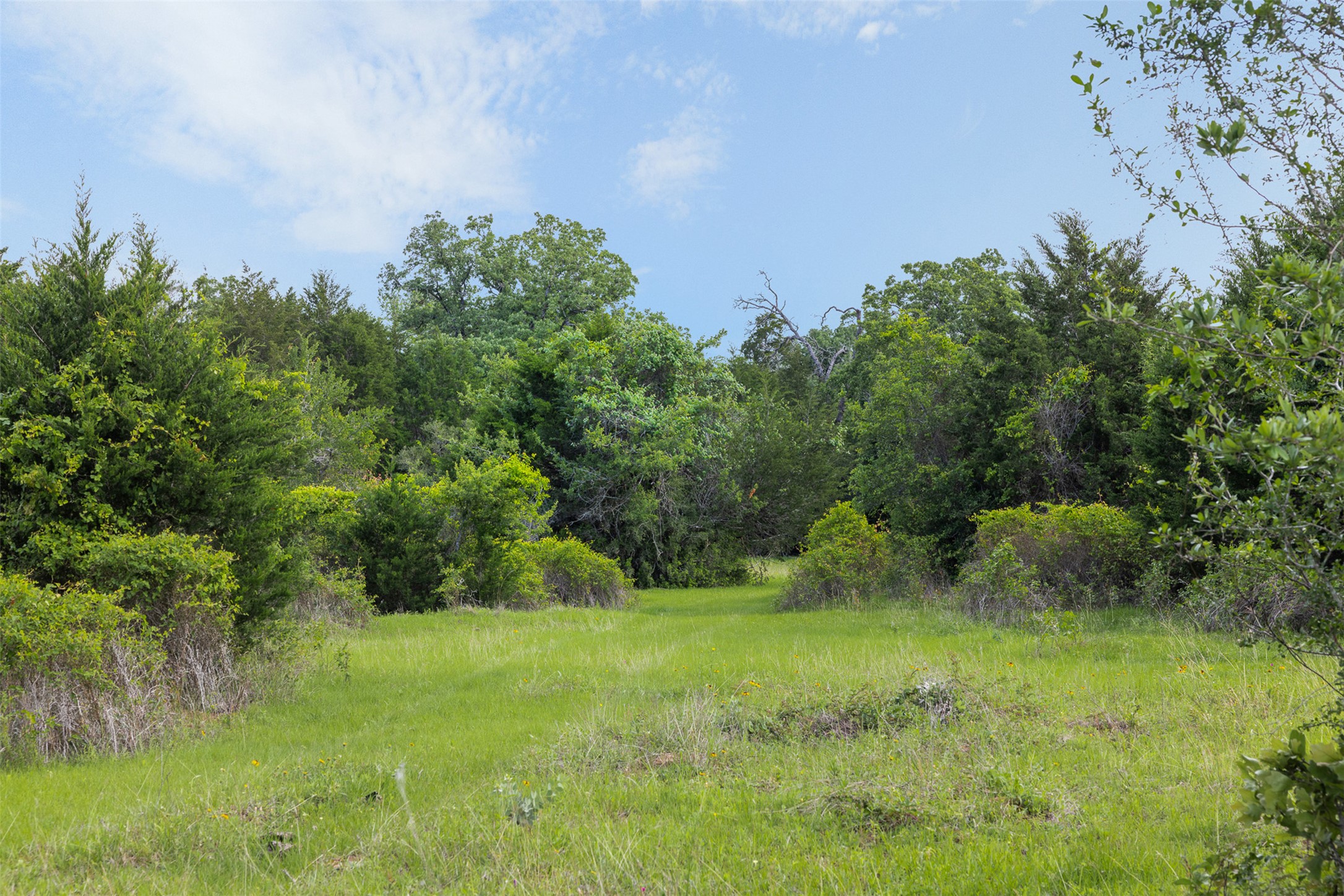 459 County Road 459 Road Thorndale, TX 76577 - Photo 9 of 35 a big yard with lots of green space and deers