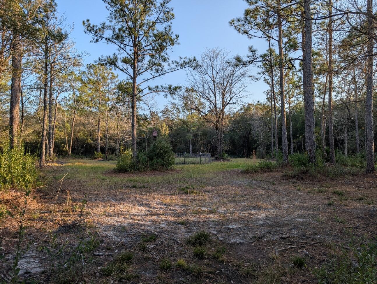 Tbd Sowell Drive Crestview, FL 32539 - Photo 14 of 37 a view of a tree in the middle of a yard