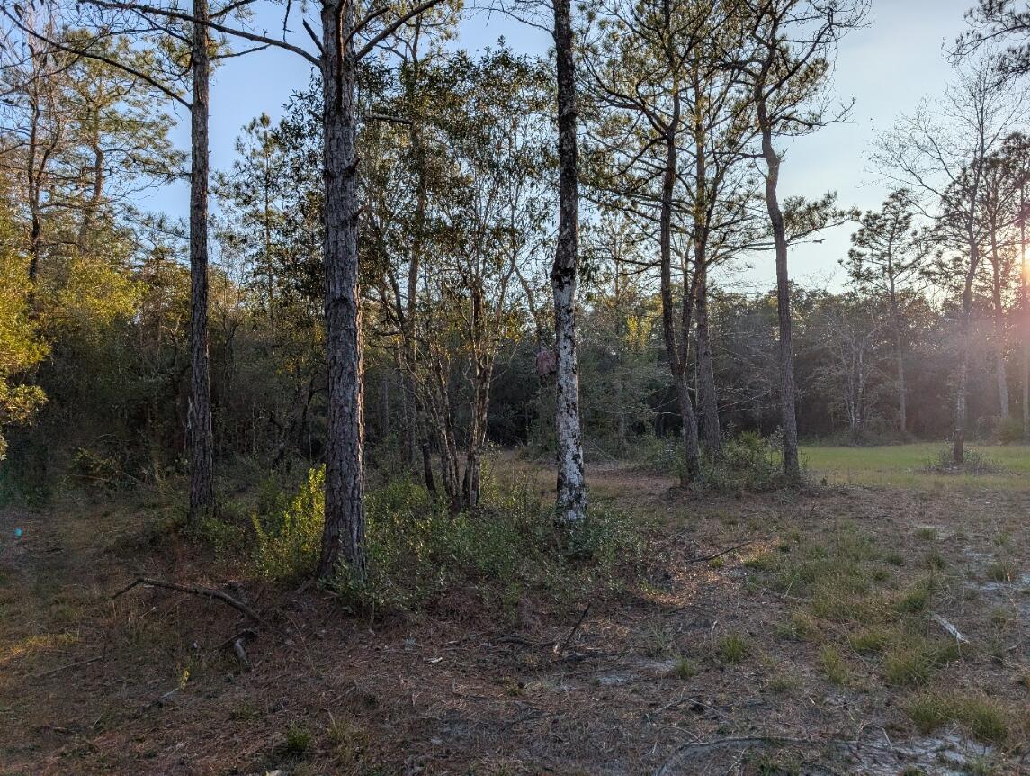 Tbd Sowell Drive Crestview, FL 32539 - Photo 16 of 37 a view of a forest with trees in the background