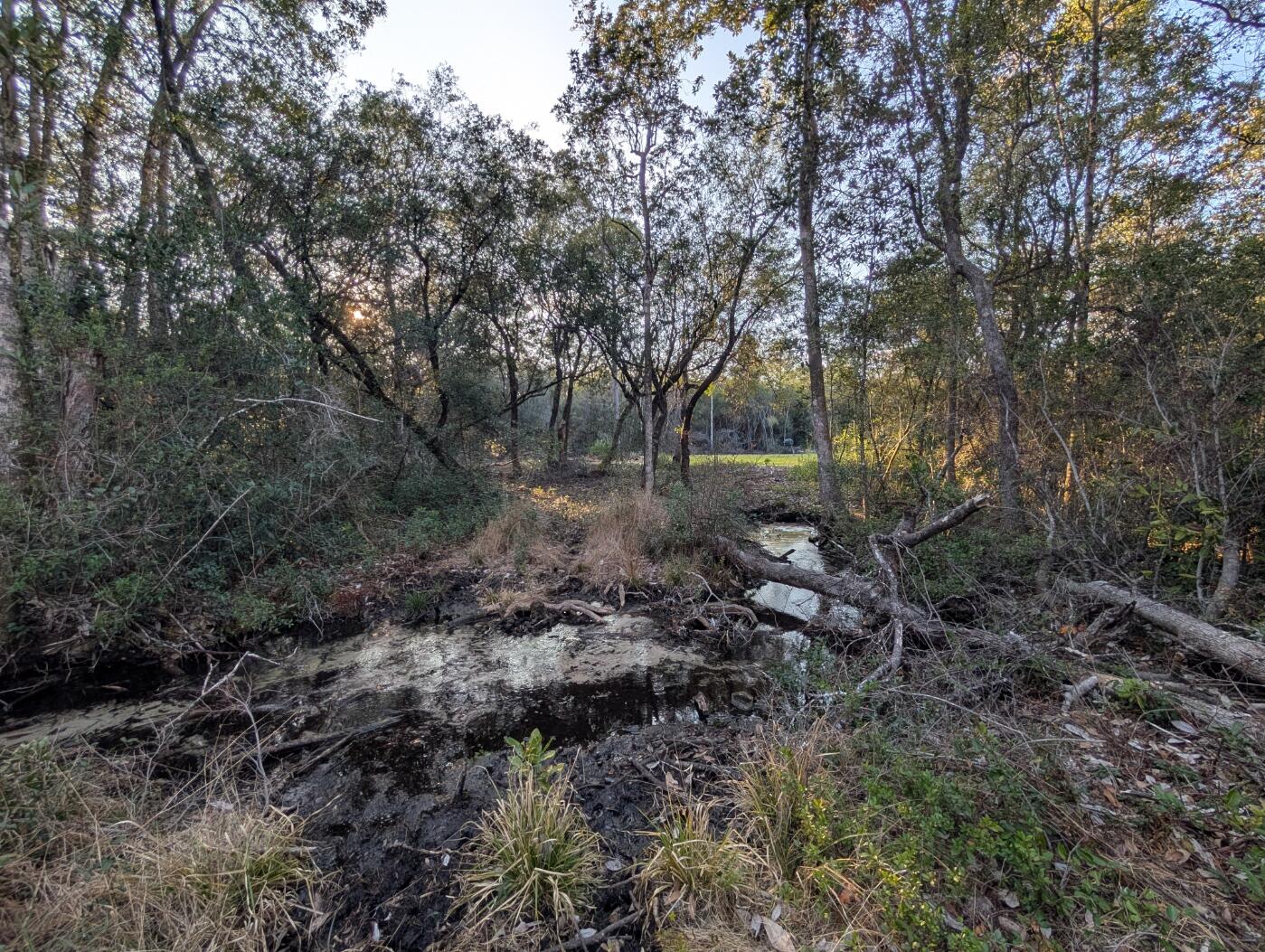 Tbd Sowell Drive Crestview, FL 32539 - Photo 28 of 37 a view of a forest with trees