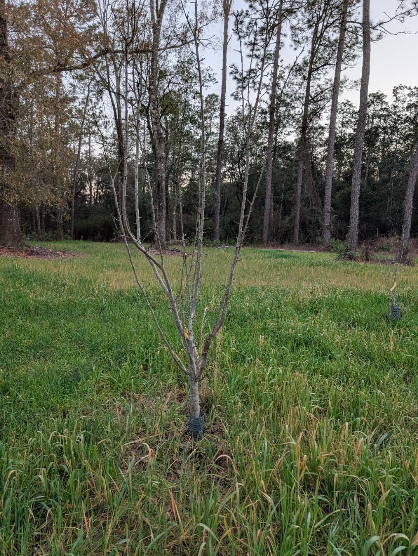 Tbd Sowell Drive Crestview, FL 32539 - Photo 33 of 37 a view of backyard with green space