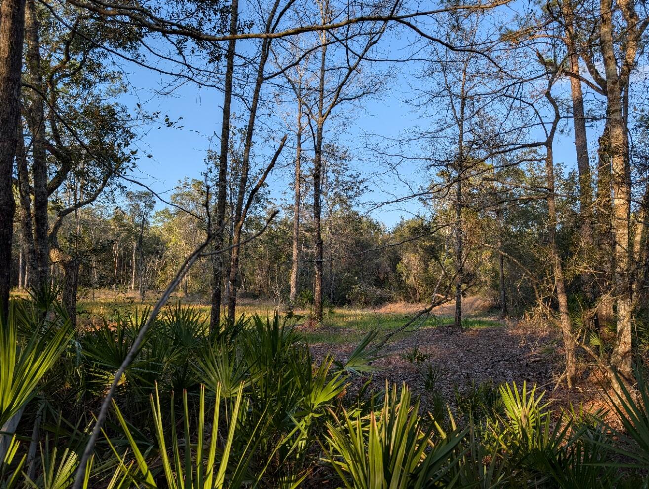 Tbd Sowell Drive Crestview, FL 32539 - Photo 4 of 37 a view of a yard with plants and trees