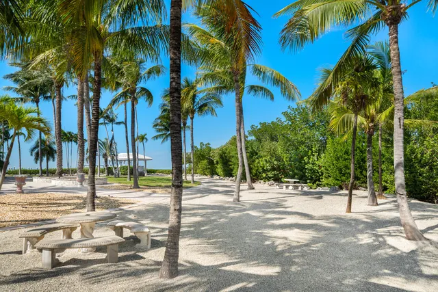 a view of a palm trees