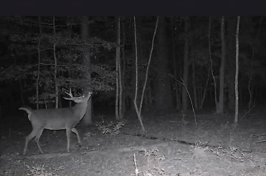 11.770 Daugherty Road Onancock, VA 23417 - Photo 6 of 13