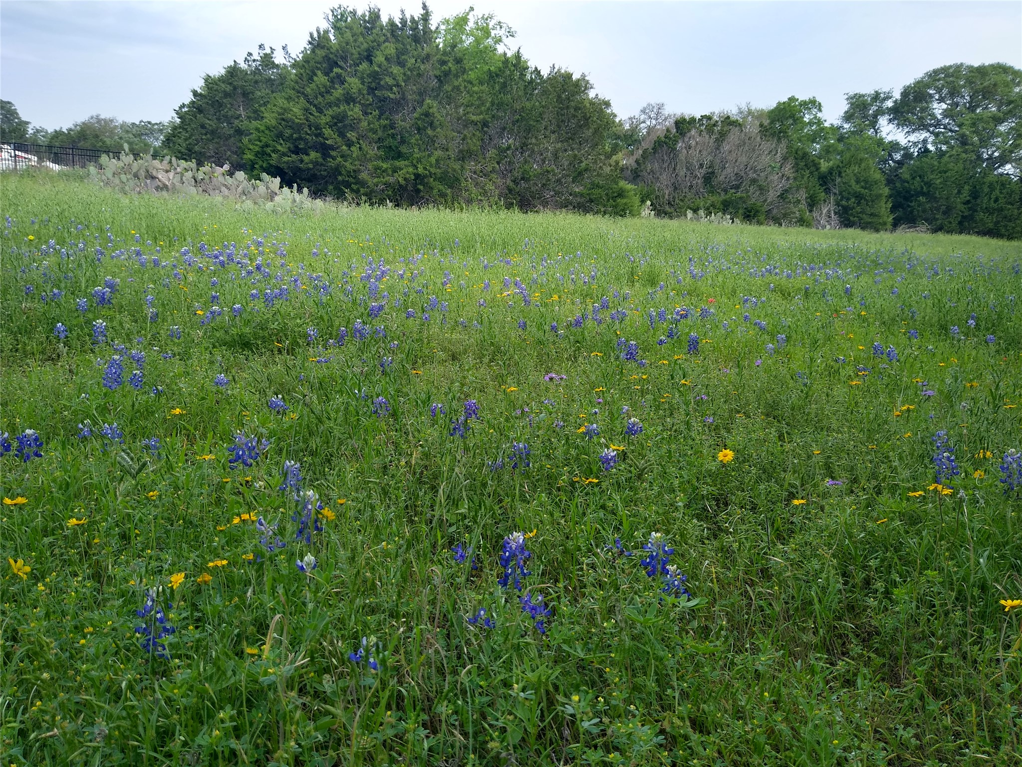 75 Four T Ranch Road Georgetown, TX 78633 - Photo 6 of 32 1.84 acres for you to roam!