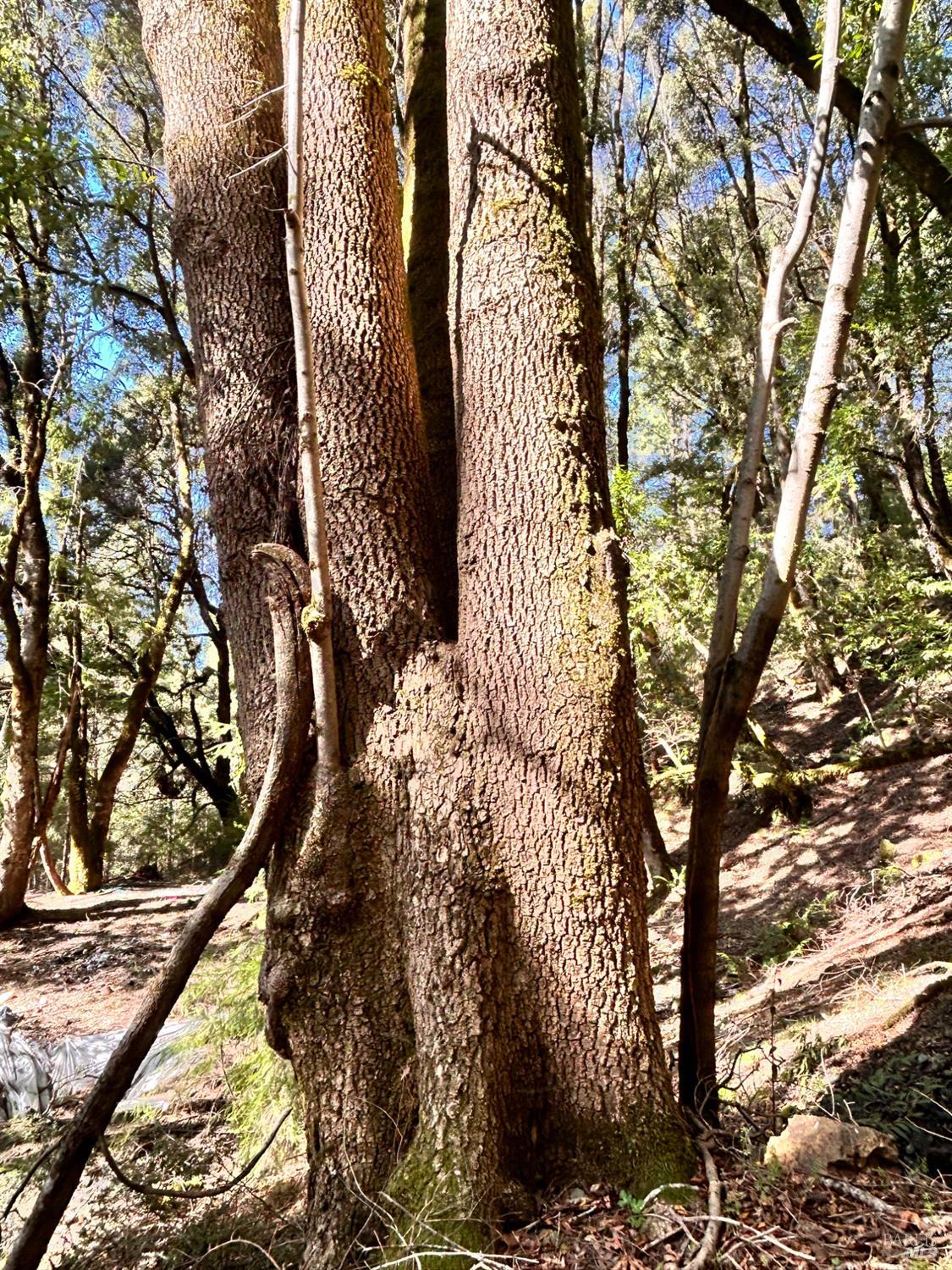 4100 Hansen Ranch Road Garberville, CA 95542 - Photo 11 of 30