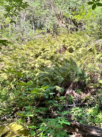 $129,000 | 4100 Hansen Ranch Road, Garberville, CA 95542