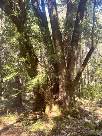 $129,000 | 4100 Hansen Ranch Road, Garberville, CA 95542