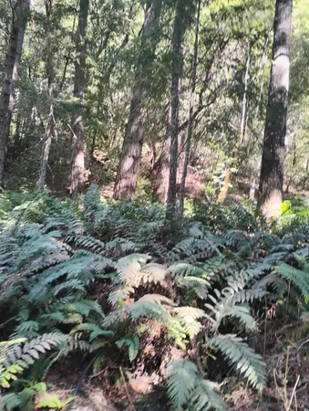 $129,000 | 4100 Hansen Ranch Road, Garberville, CA 95542