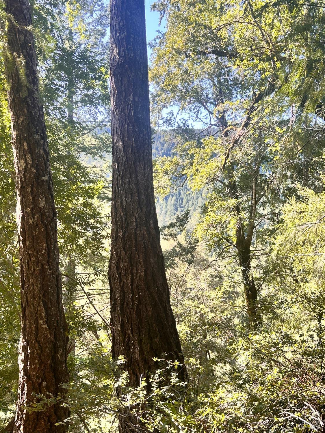 4100 Hansen Ranch Road Garberville, CA 95542 - Photo 10 of 30