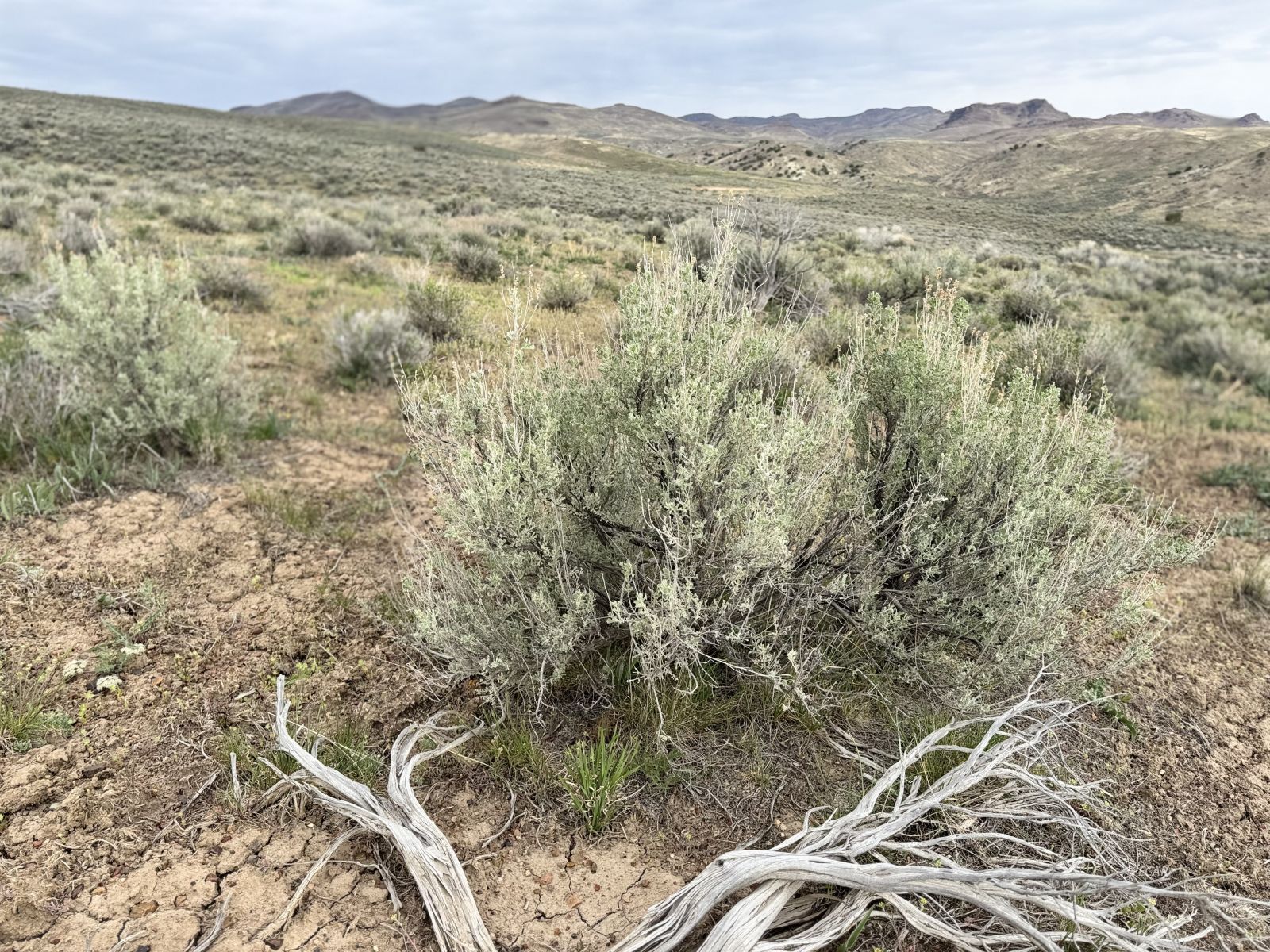 Tbd Kittridge Canyon Road Elko, NV 89801 - Photo 1 of 9