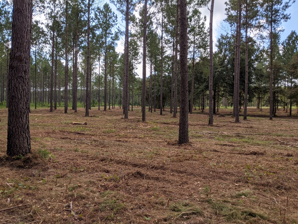 509 Lucy Grade Road Dothan, AL 36301 - Photo 4 of 19