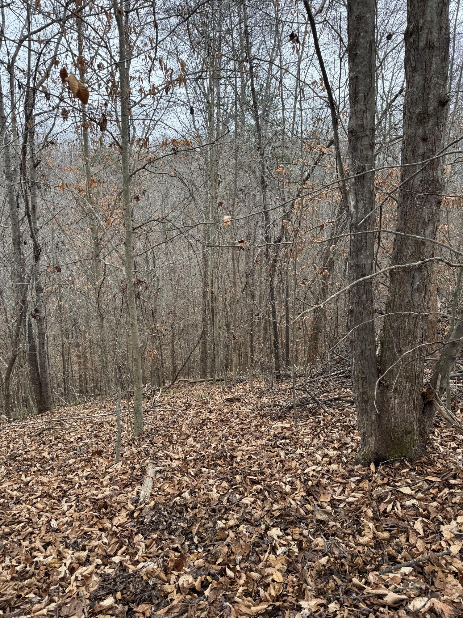 9999 Little Wildcat Creek Road Manchester, KY 40962 - Photo 1 of 18 IMG_5925