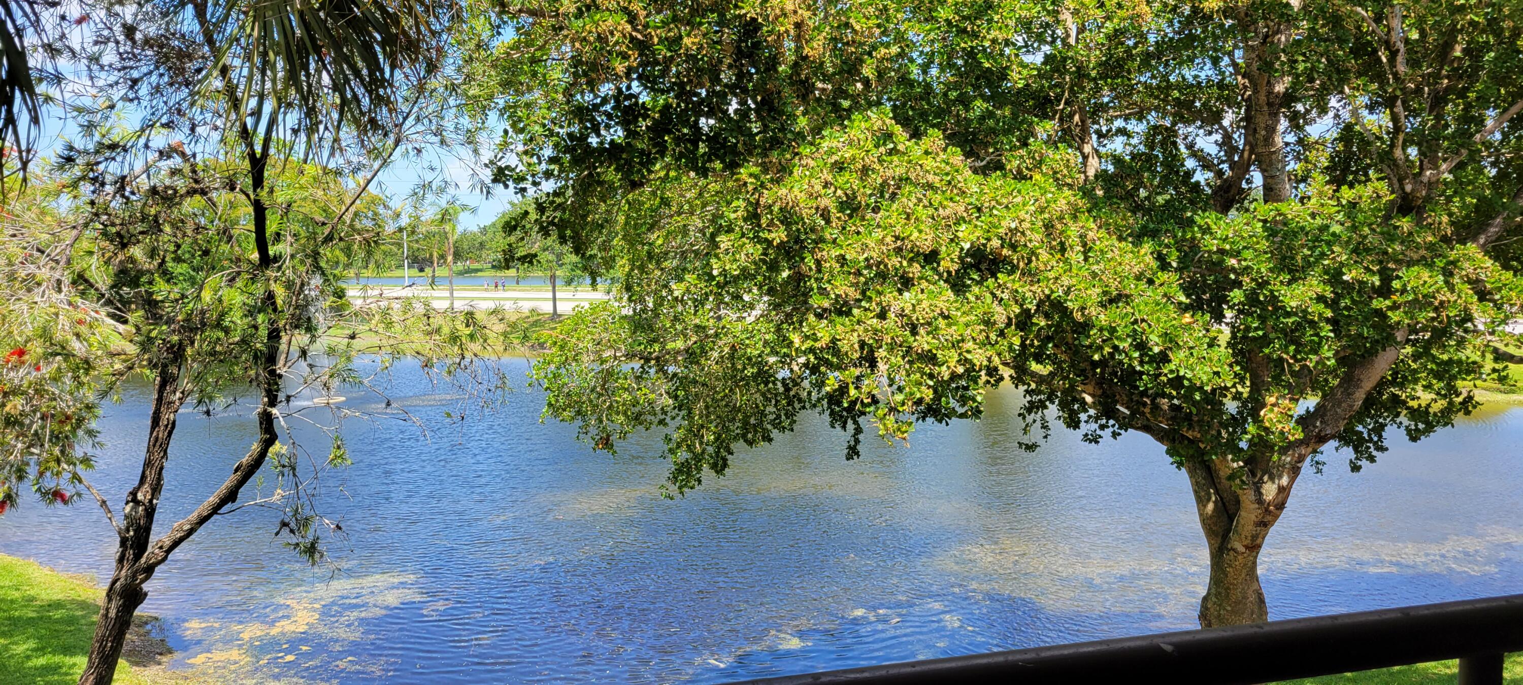 a view of a tree in a yard next to a house