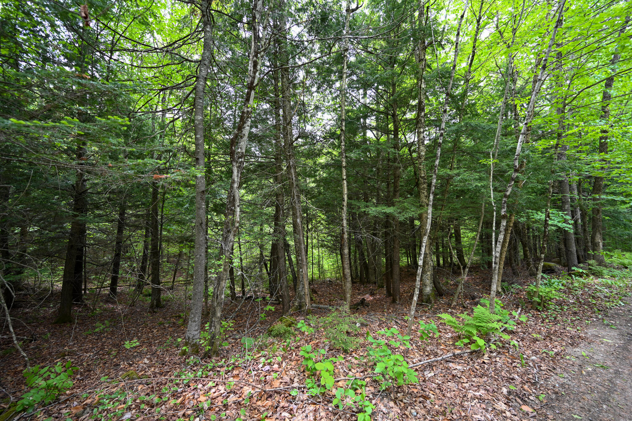 Lot 16 Old Towle Road Dixfield, ME 04224 - Photo 13 of 14 DSC_0505