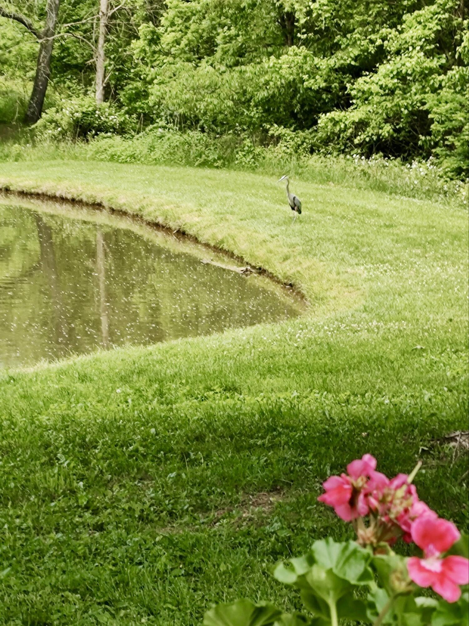 8945 Cheshire Road Sunbury, OH 43074 - Photo 56 of 56 Blue Heron