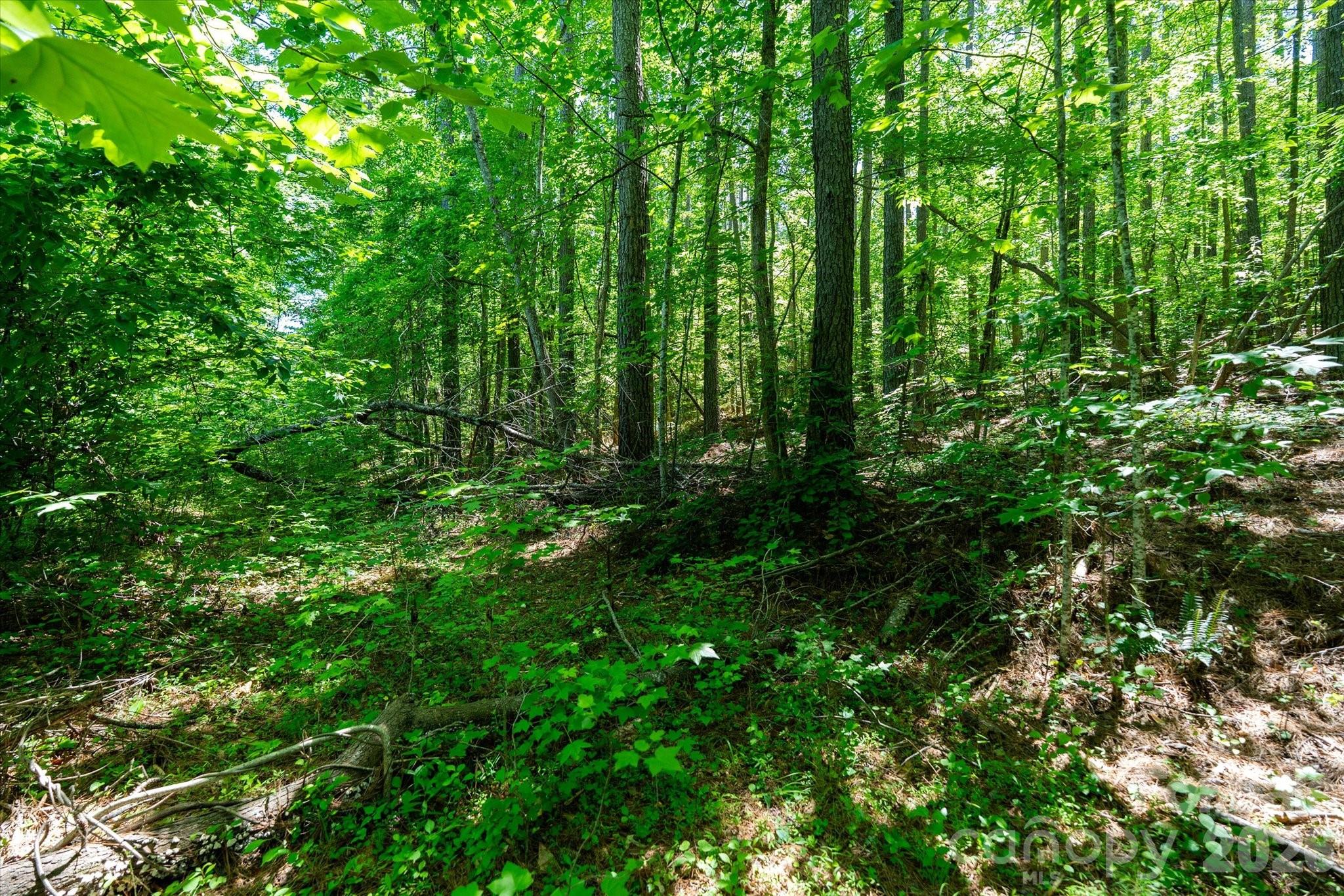 99999 Tryon Road Rutherfordton, NC 28139 - Photo 9 of 25