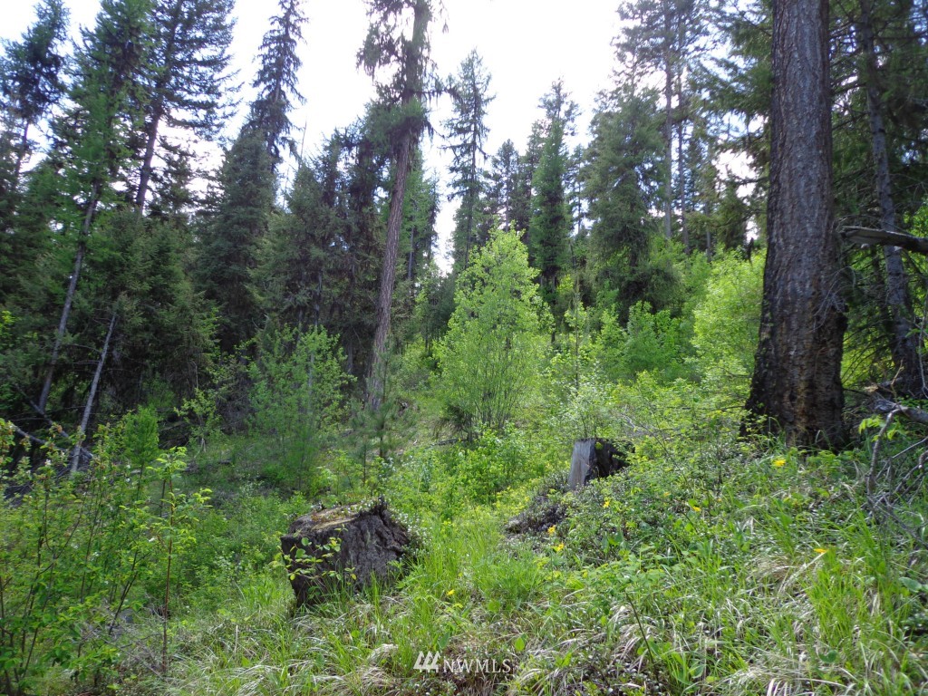 -tbd Long Alec Creek Road Curlew, WA 99118 - Photo 12 of 17 Gallery Image 12