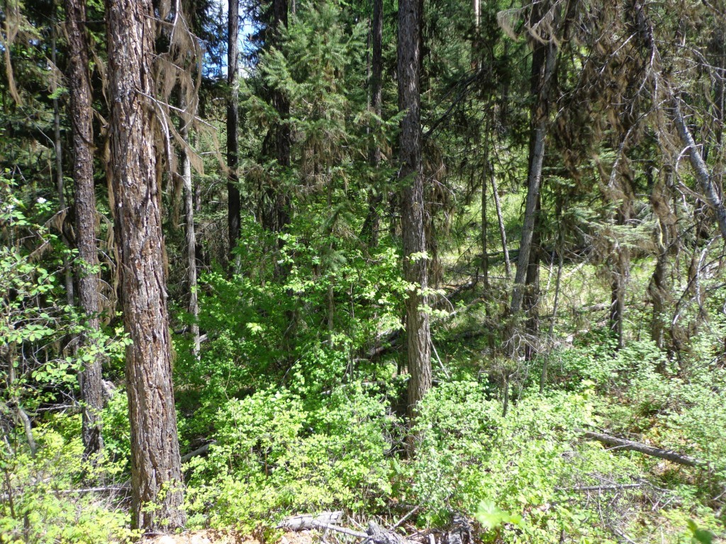 -tbd Long Alec Creek Road Curlew, WA 99118 - Photo 14 of 17 Gallery Image 14