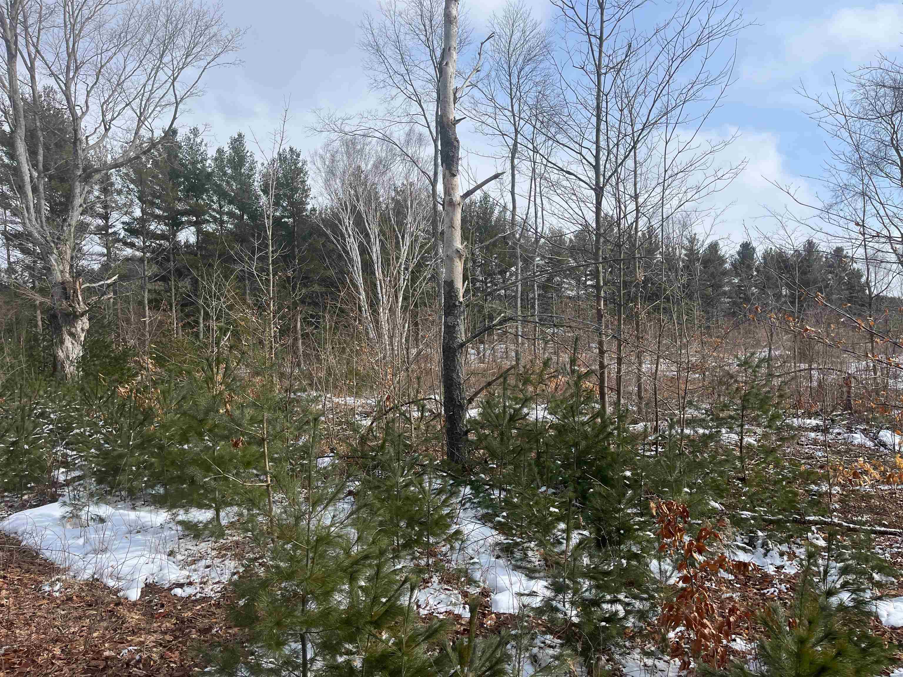 3 King Road, Unit LOT: 3 Benzonia, MI 49616 - Photo 7 of 14
