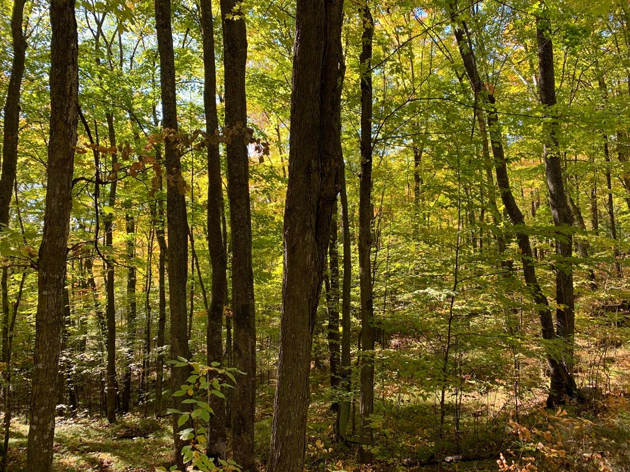 Lot 2 Ess Lake Road Park Falls, WI 54552 - Photo 7 of 9 Gallery Image 7