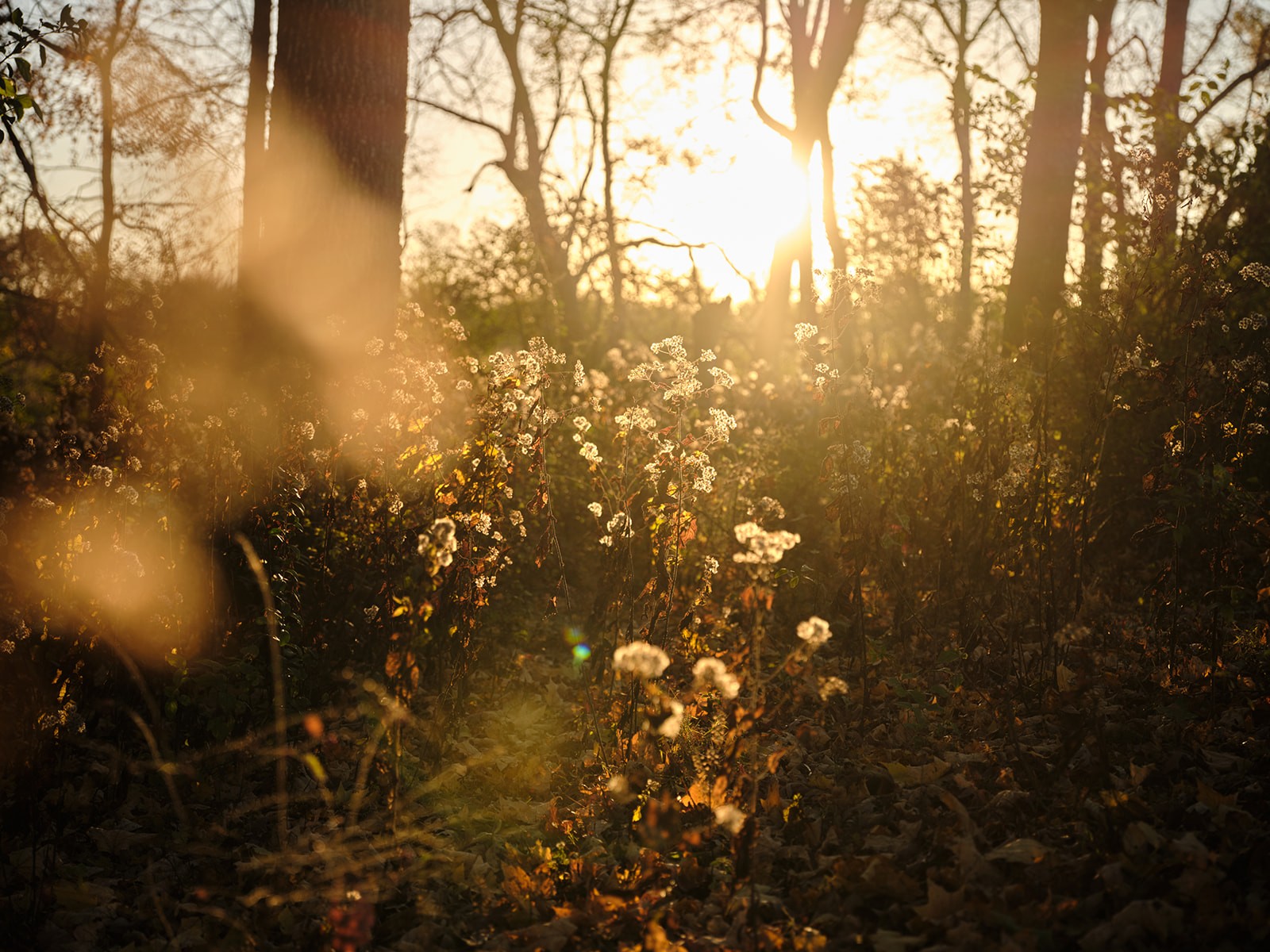 7725 Caney Fork Road Fairview, TN 37062 - Photo 3 of 58 a view of a tree
