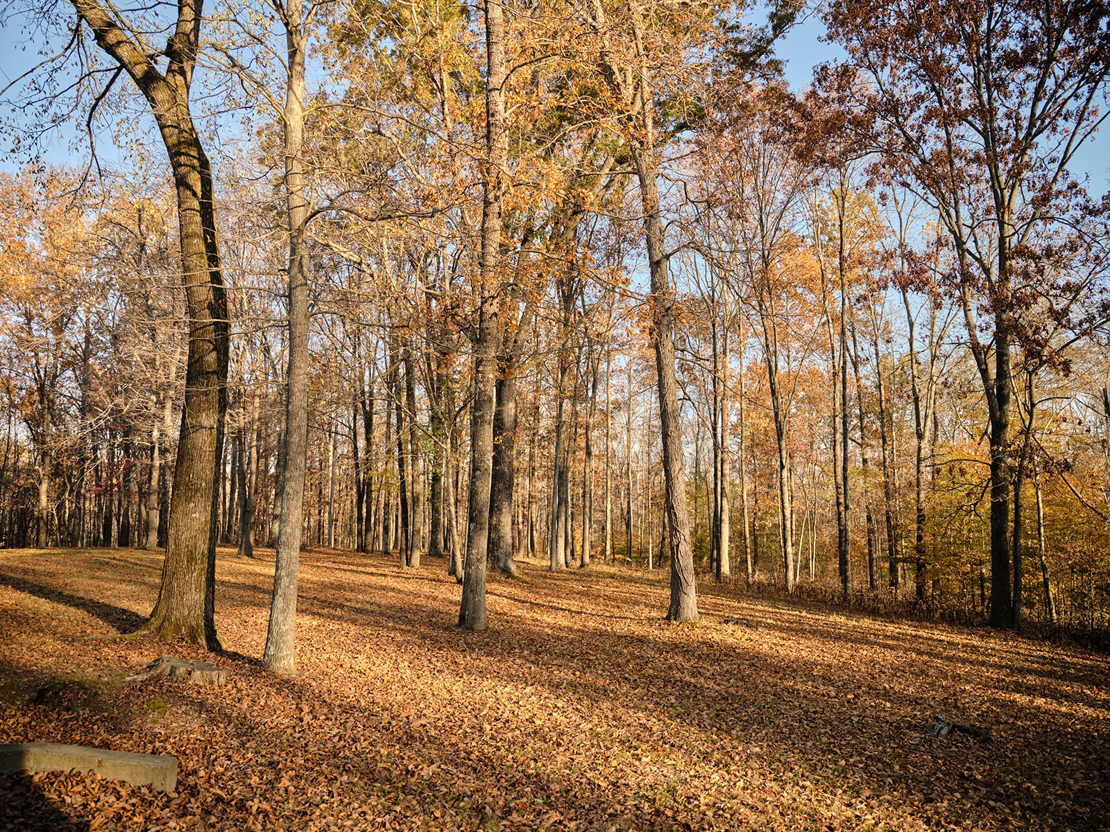 7725 Caney Fork Road Fairview, TN 37062 - Photo 40 of 58