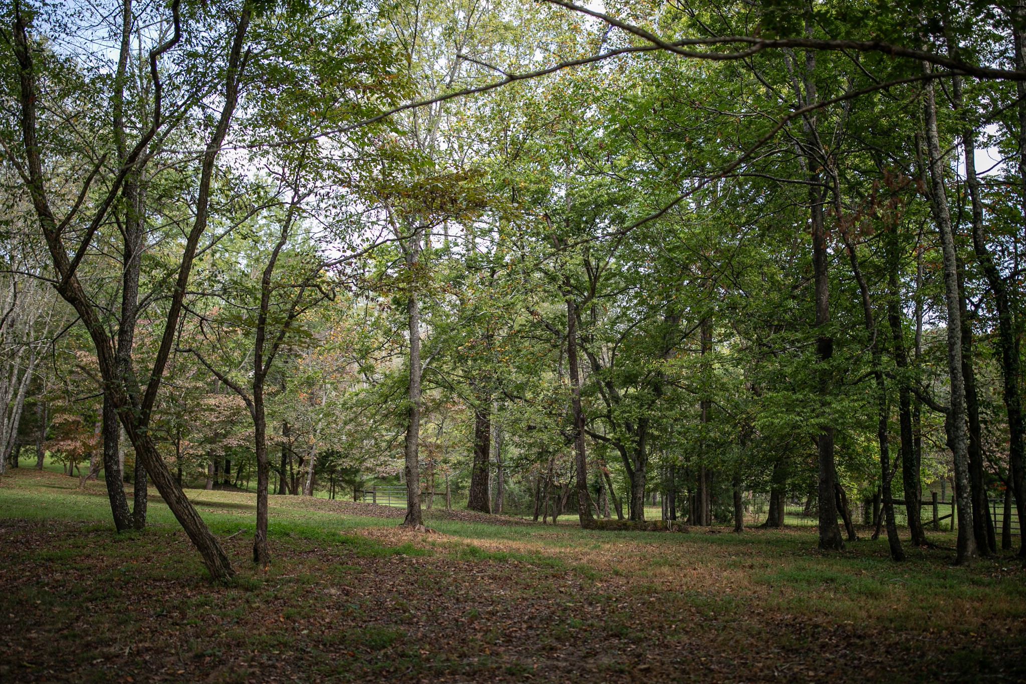 7725 Caney Fork Road Fairview, TN 37062 - Photo 54 of 58 a view of a park with large trees