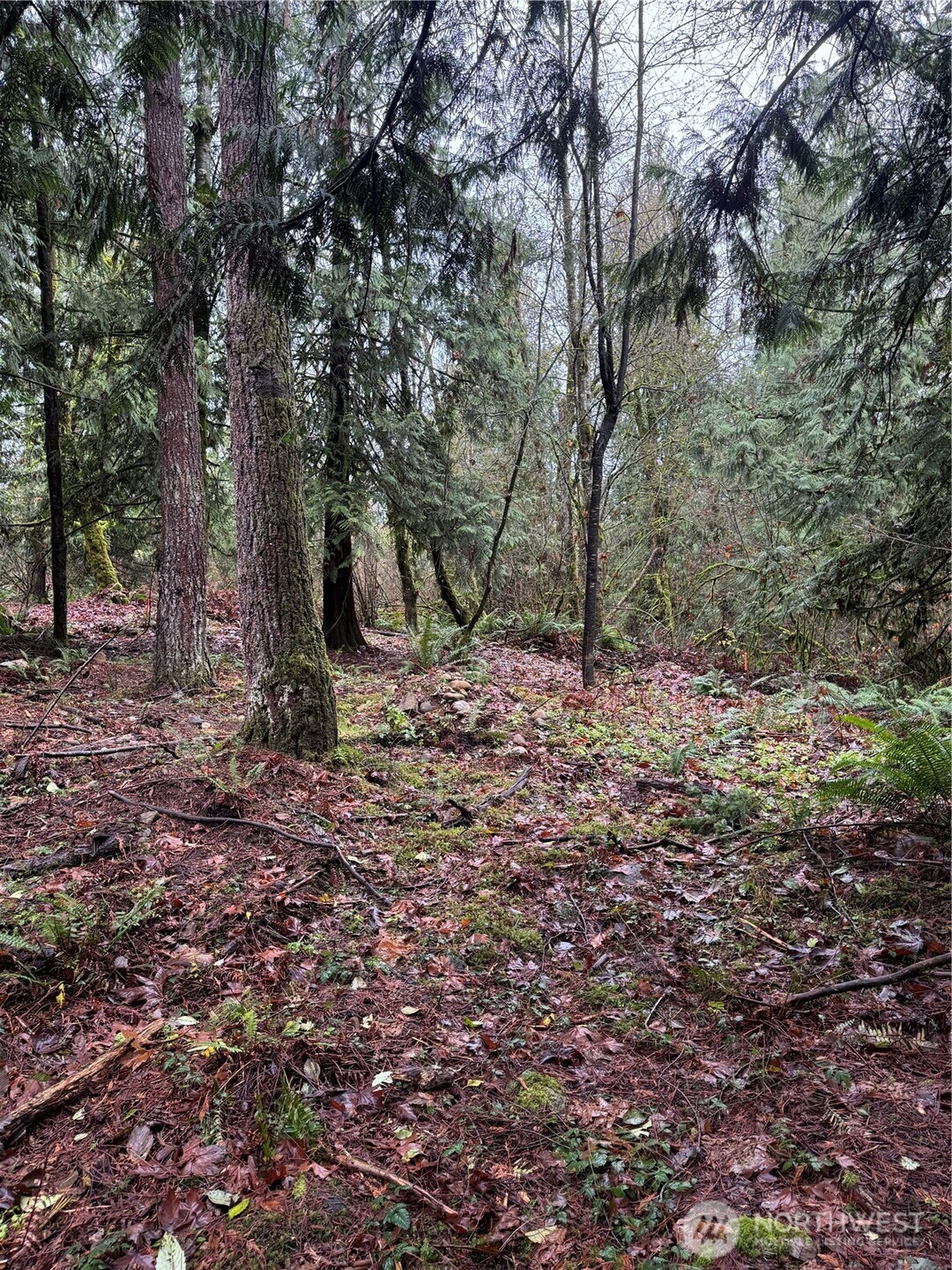 40980 228th Avenue Southeast Enumclaw, WA 98022 - Photo 12 of 32 a backyard of a house with lots of green space