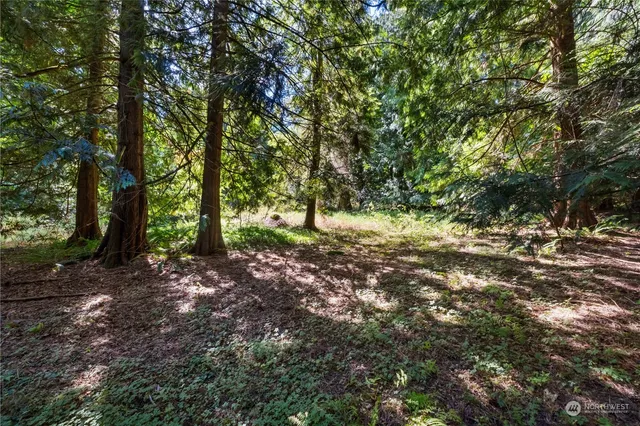 a view of a forest with trees in the background