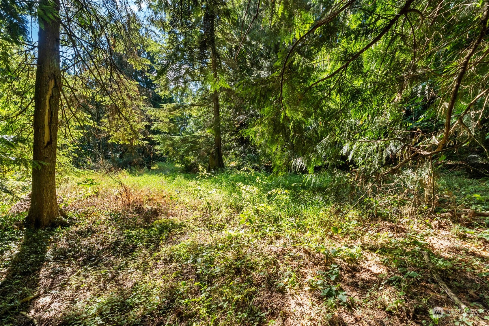 40980 228th Avenue Southeast Enumclaw, WA 98022 - Photo 20 of 32 a view of a yard with a tree
