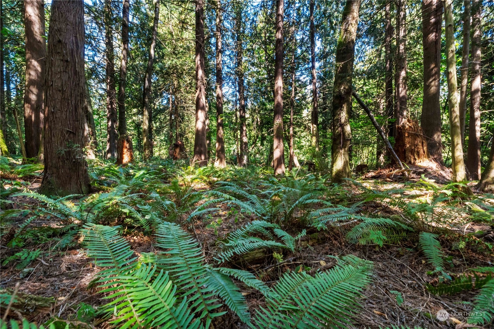 40980 228th Avenue Southeast Enumclaw, WA 98022 - Photo 21 of 32 a view of a lush green forest