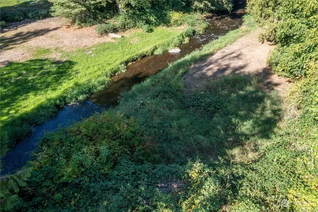 a view of a forest with a tree