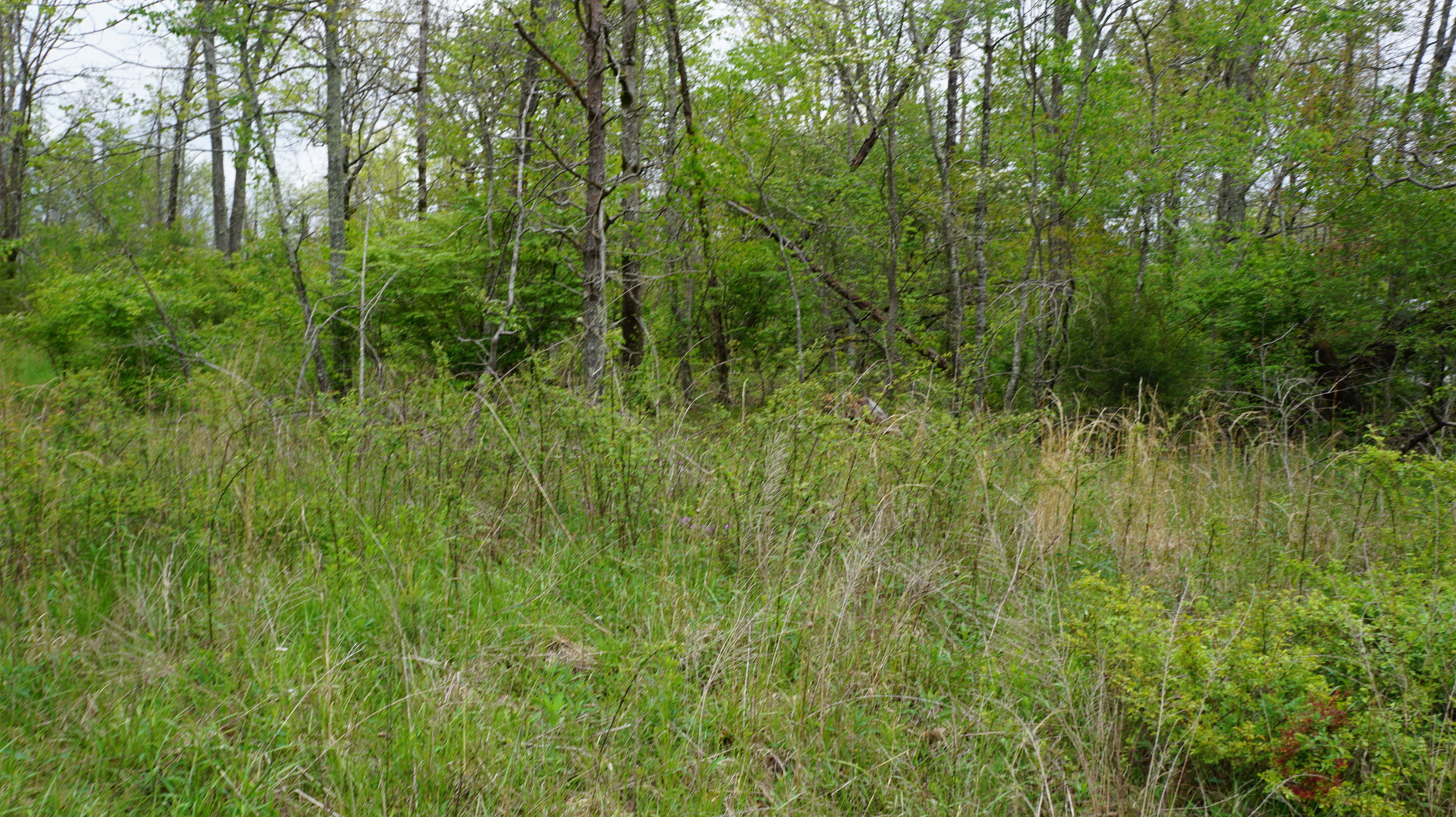 3004 Oswego Road Crossville, TN 38572 - Photo 3 of 7 3