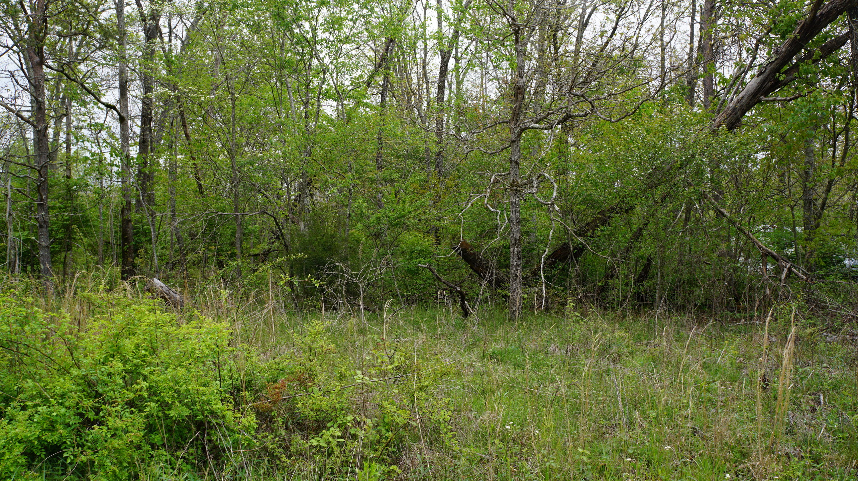 3004 Oswego Road Crossville, TN 38572 - Photo 4 of 7 4