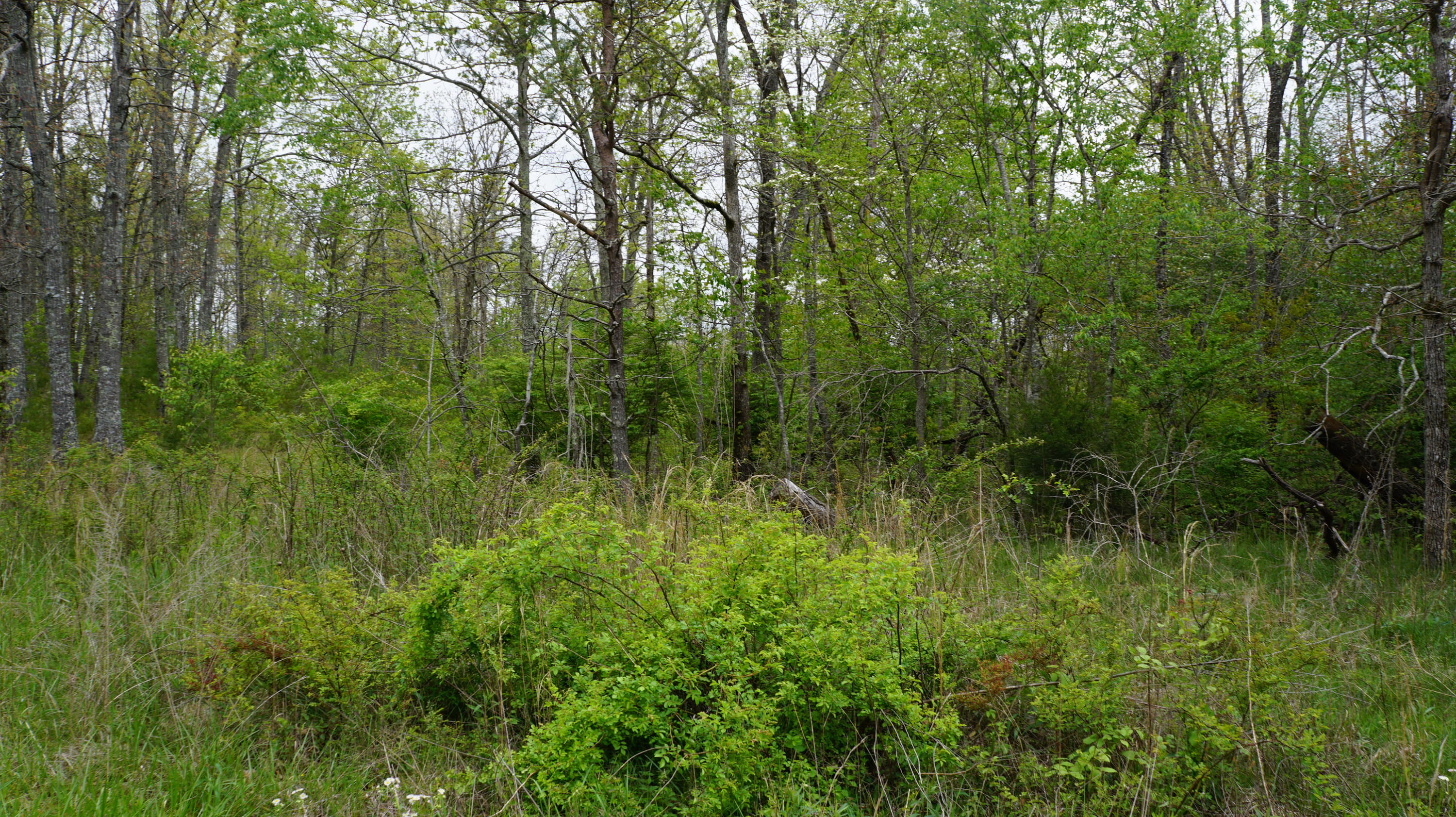 3004 Oswego Road Crossville, TN 38572 - Photo 6 of 7 6