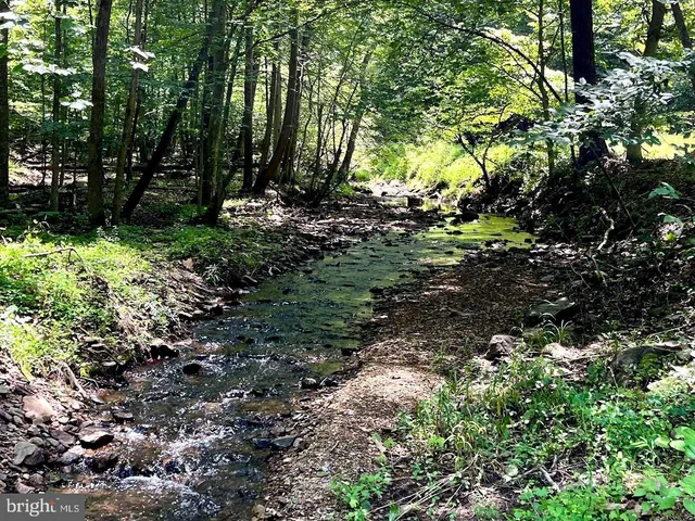 a view of a tree in a yard