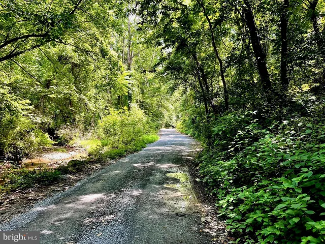 a view of a yard with plants and trees