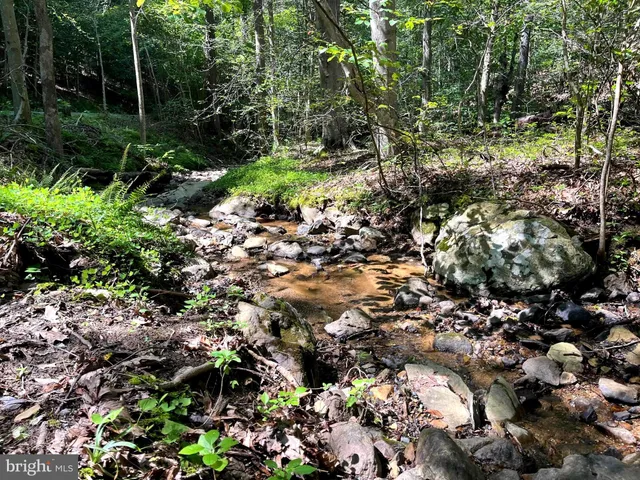 a view of a forest with lots of trees