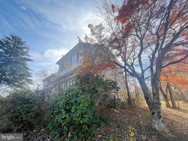 a street view with large trees