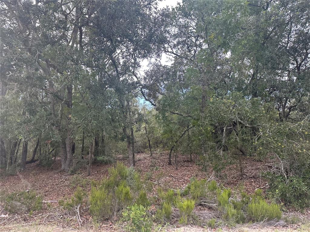 Northeast 85th Street Bronson, FL 32621 - Photo 11 of 16