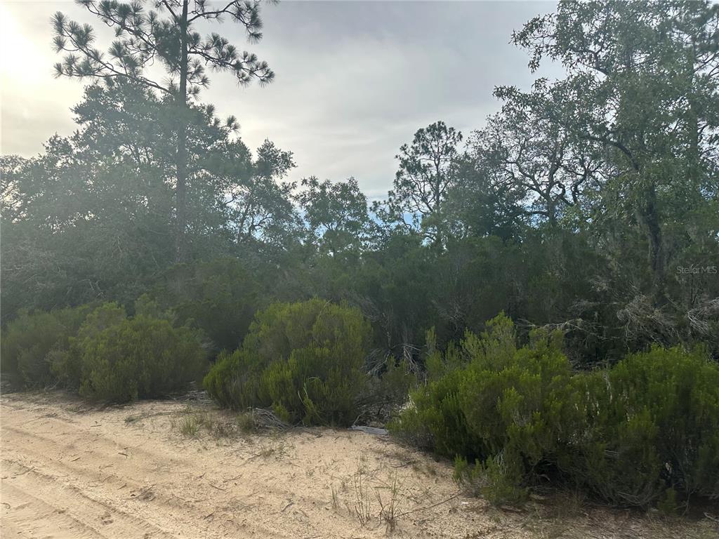 Northeast 85th Street Bronson, FL 32621 - Photo 12 of 16