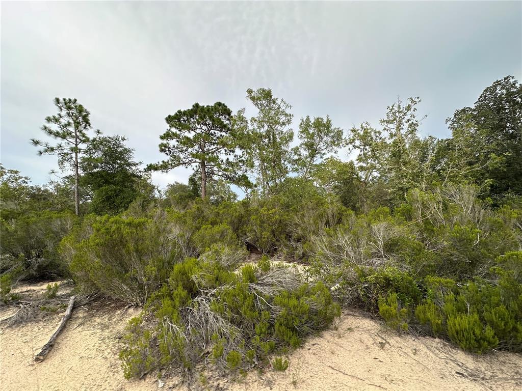 Northeast 85th Street Bronson, FL 32621 - Photo 2 of 16