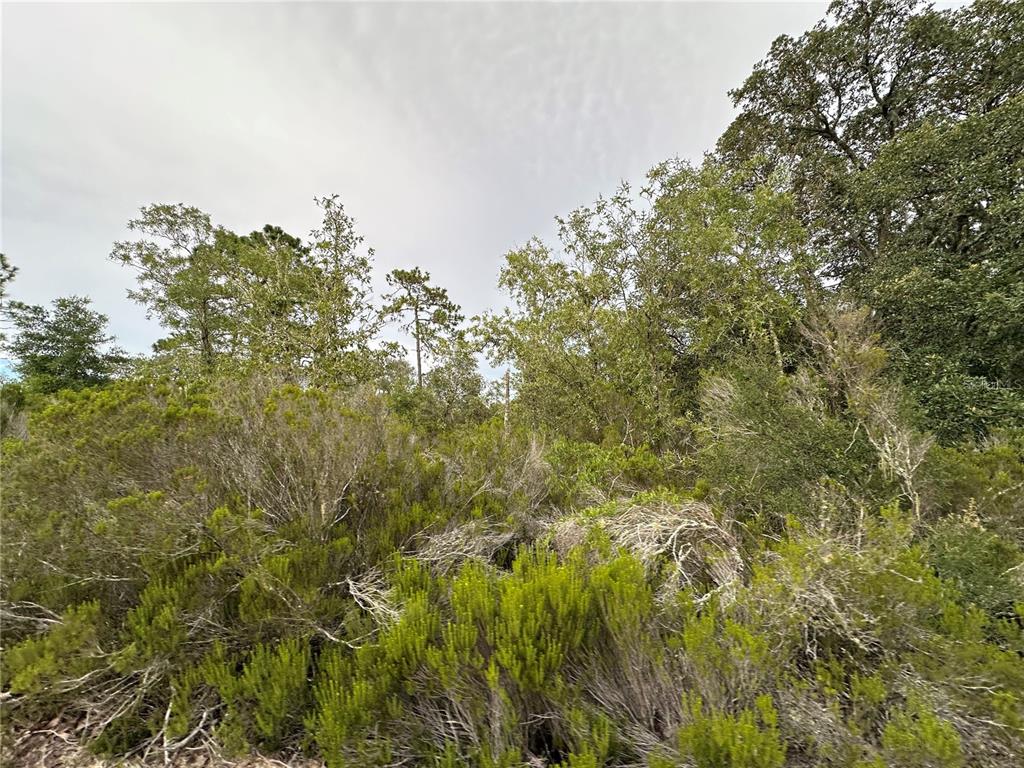 Northeast 85th Street Bronson, FL 32621 - Photo 3 of 16