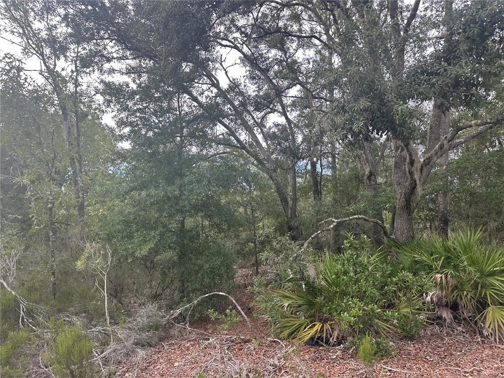 Northeast 85th Street Bronson, FL 32621 - Photo 9 of 16