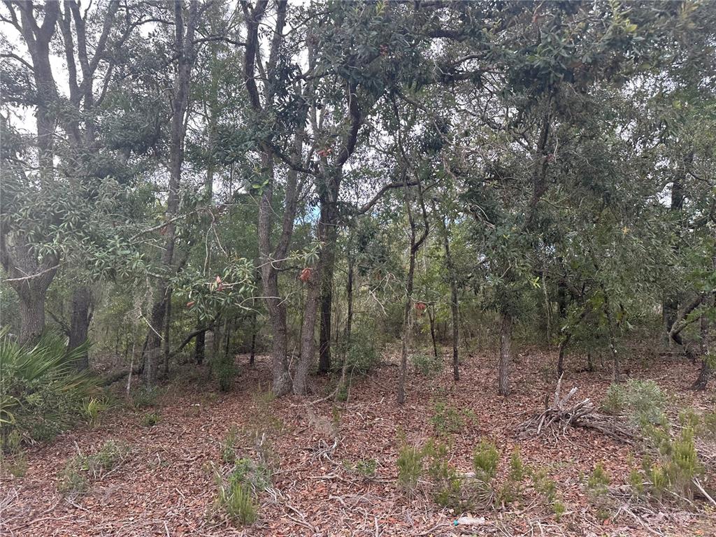 Northeast 85th Street Bronson, FL 32621 - Photo 10 of 16