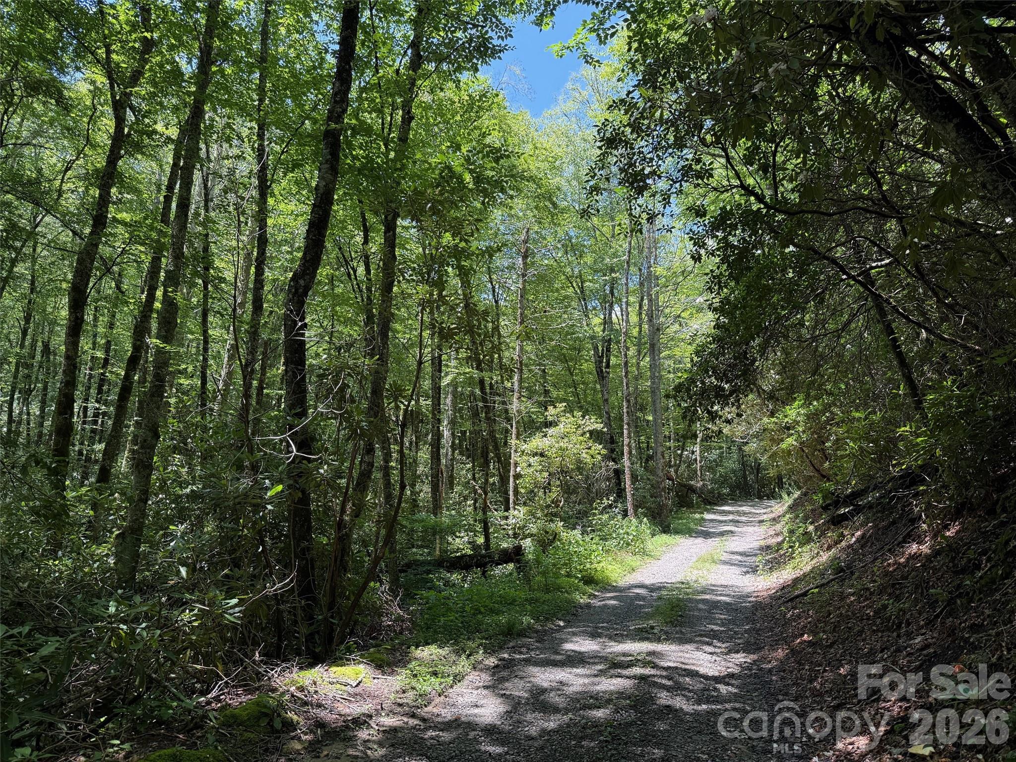 Lot #67 Spring Drive Maggie Valley, NC 28751 - Photo 4 of 13 a view of a forest with trees