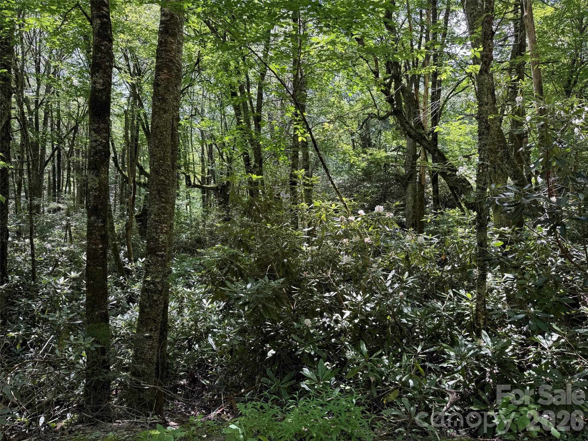 Lot #67 Spring Drive Maggie Valley, NC 28751 - Photo 7 of 13 a view of forest